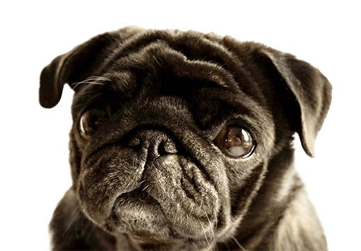 Hug A Pug New Zealand Black Pug Hug A Pug New Zealand Black Pug