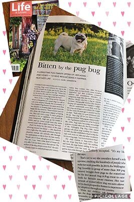 NZ Pug Rescue in Life and Leisure Magazine NZ Pug Rescue in Life and Leisure Magazine